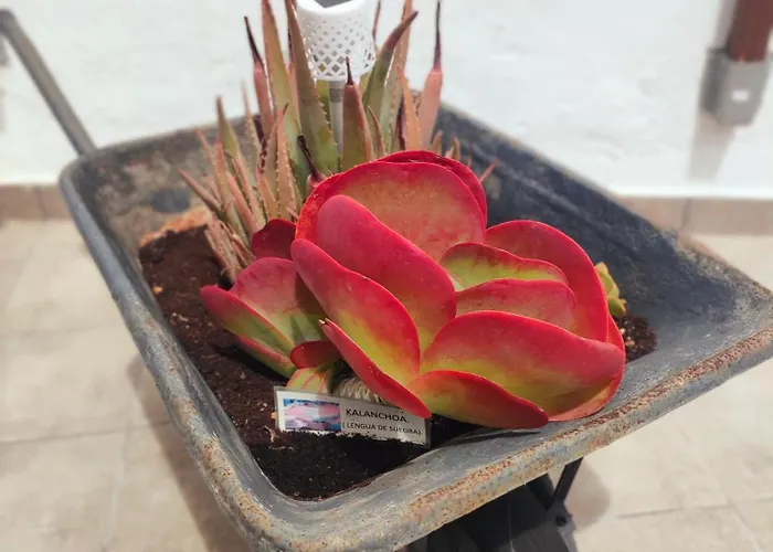 Apartament Casa El Escano En La Naturaleza & Jacuzzi